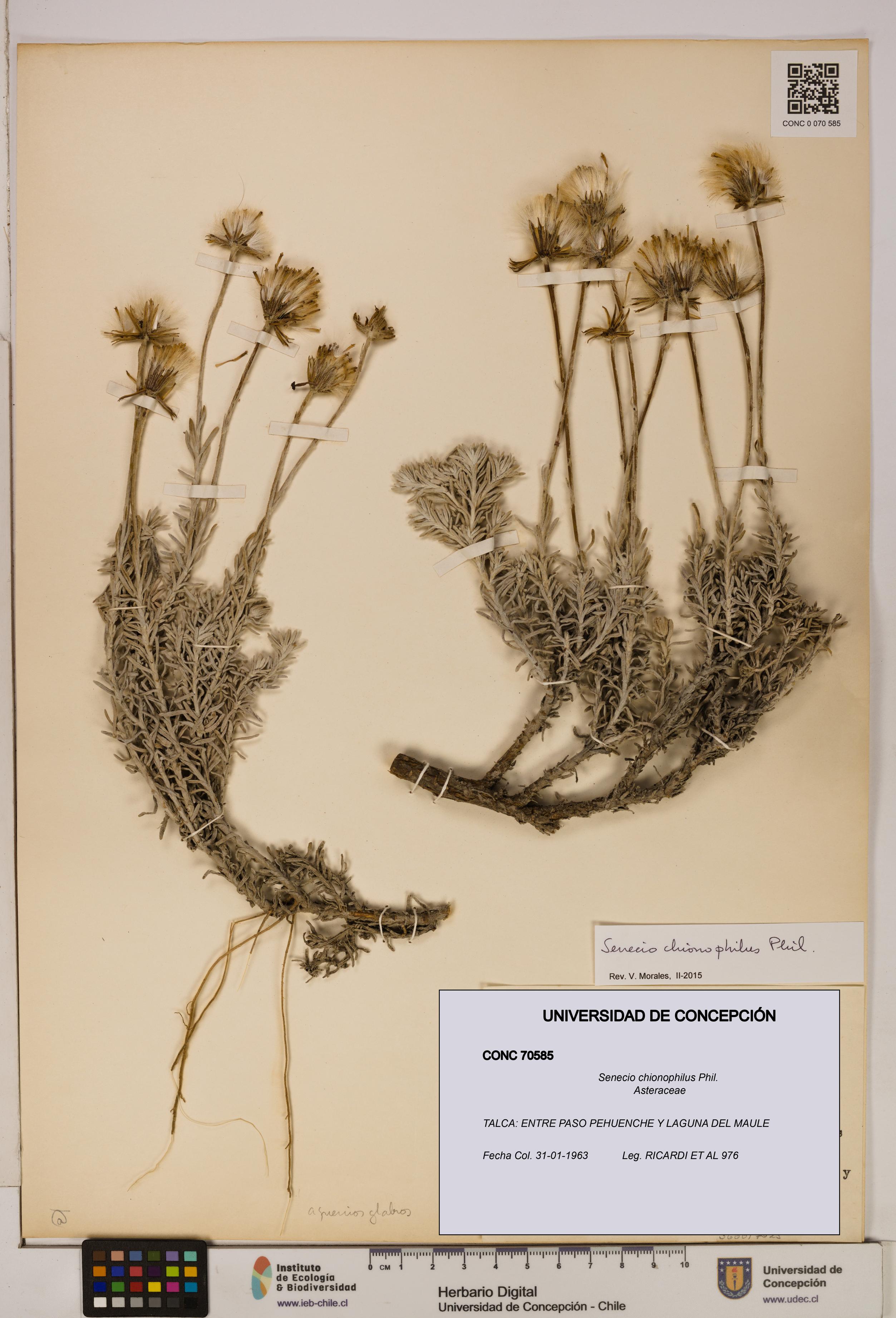 Senecio chionophilus [Espécimen: UDEC:CONC:0070585]