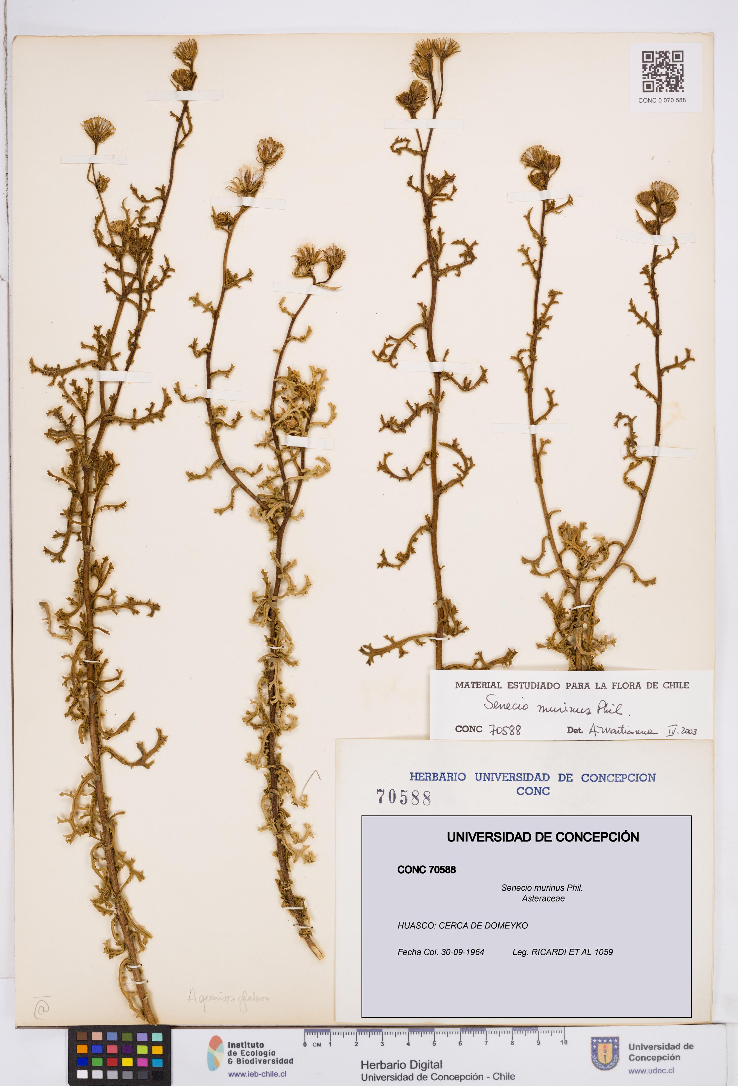 Senecio murinus [Espécimen: ]