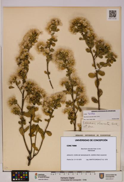 Baccharis obovata [Espécimen: UDEC:CONC:0070590]