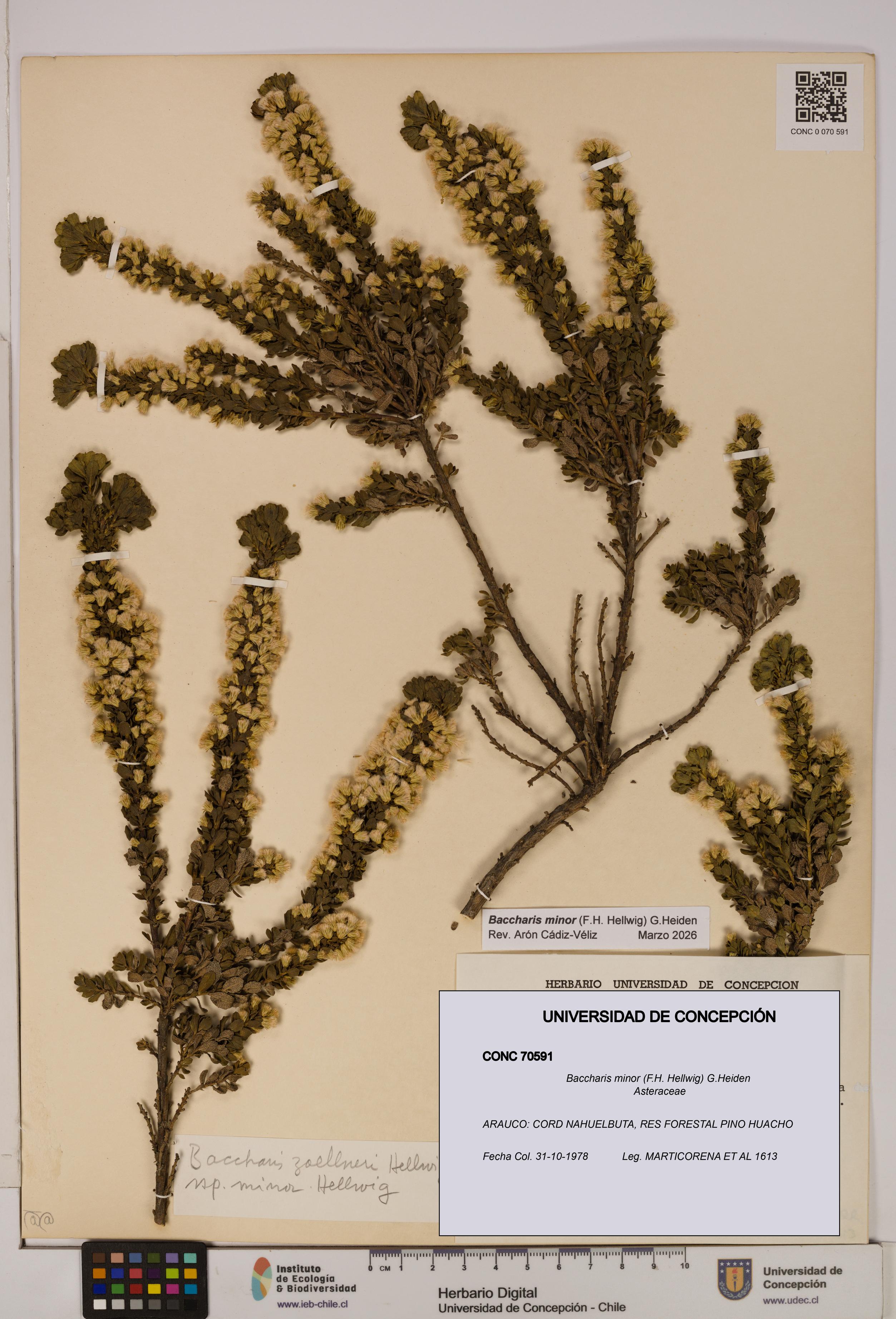 Baccharis minor [Espécimen: UDEC:CONC:0070591]