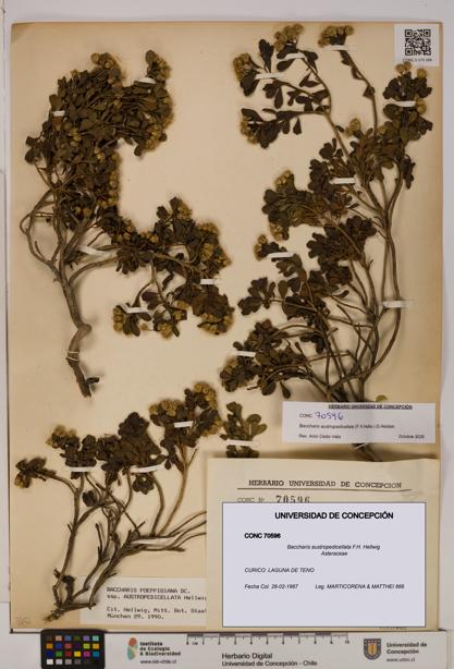Baccharis austropedicellata [Espécimen: UDEC:CONC:0070596]