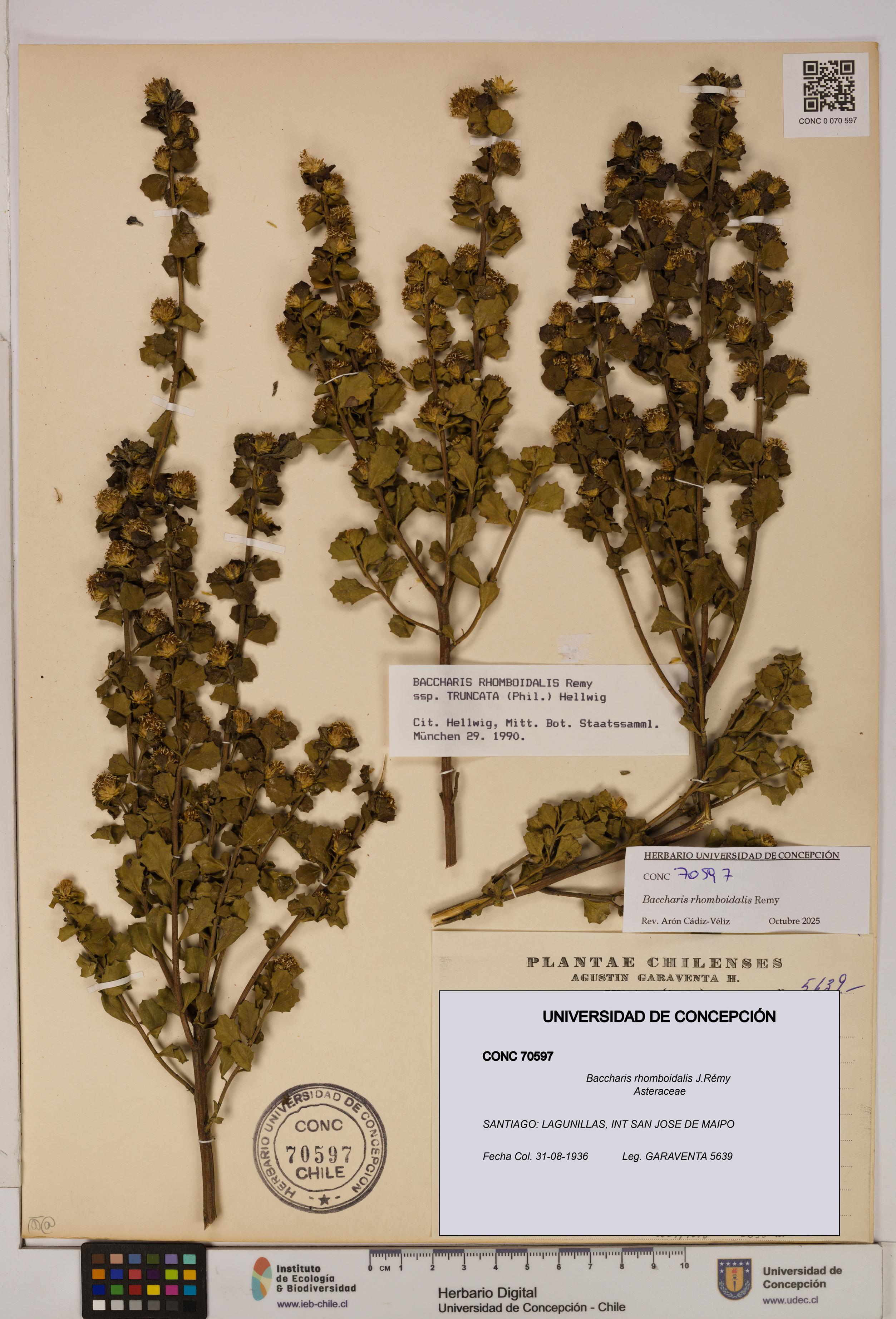 Baccharis rhomboidalis [Espécimen: UDEC:CONC:0070597]
