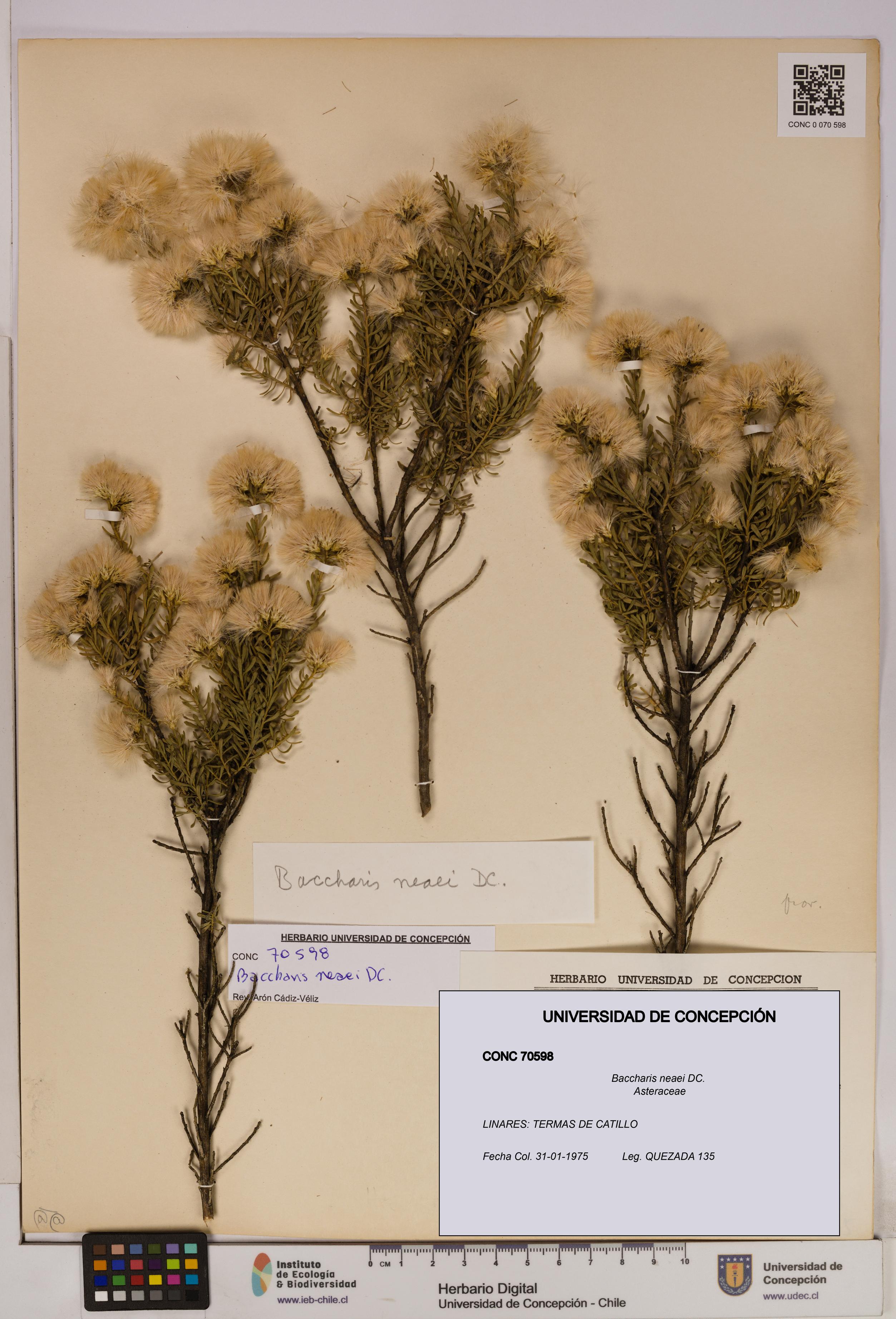 Baccharis neaei [Espécimen: UDEC:CONC:0070598]