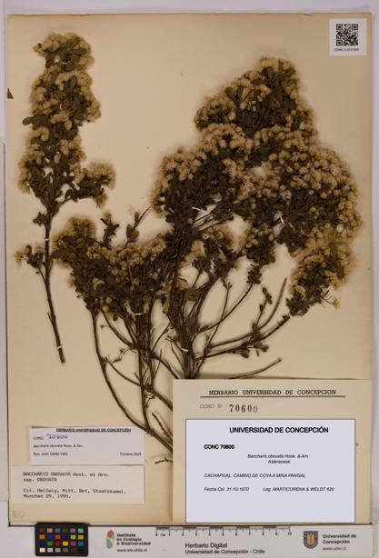 Baccharis obovata [Espécimen: UDEC:CONC:0070600]