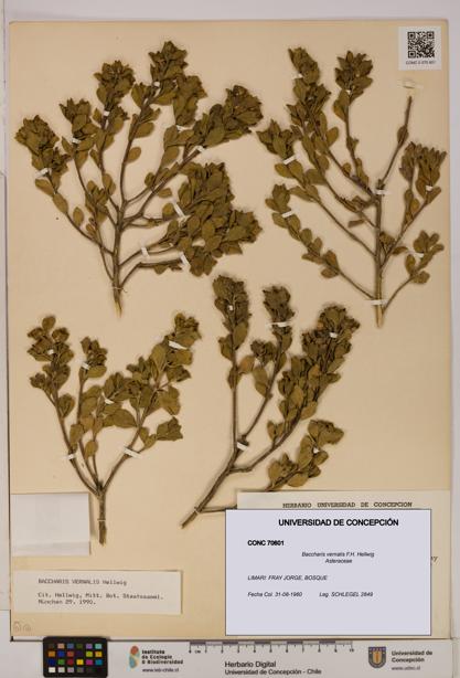 Baccharis vernalis [Espécimen: UDEC:CONC:0070601]