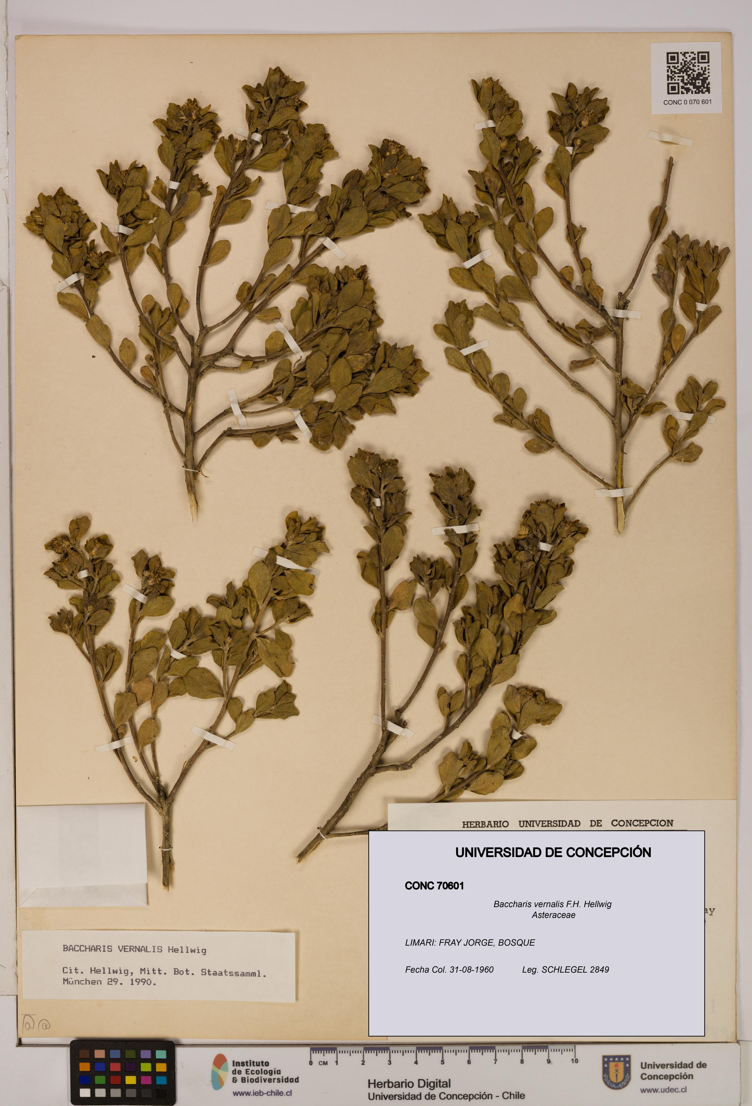 Baccharis vernalis [Espécimen: UDEC:CONC:0070601]