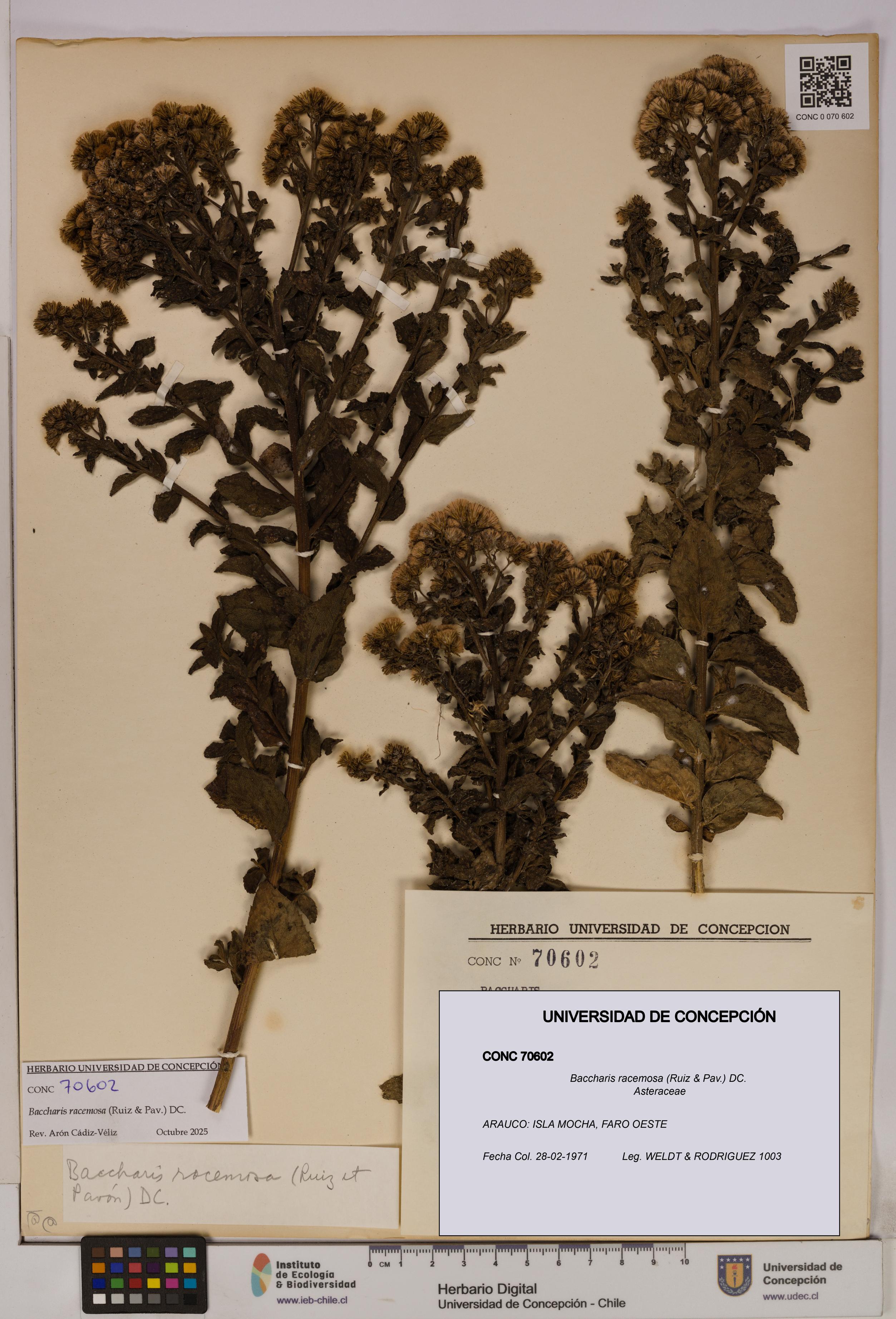 Baccharis racemosa [Espécimen: UDEC:CONC:0070602]