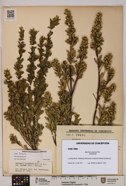 Baccharis patagonica [Espécimen: UDEC:CONC:0070604]