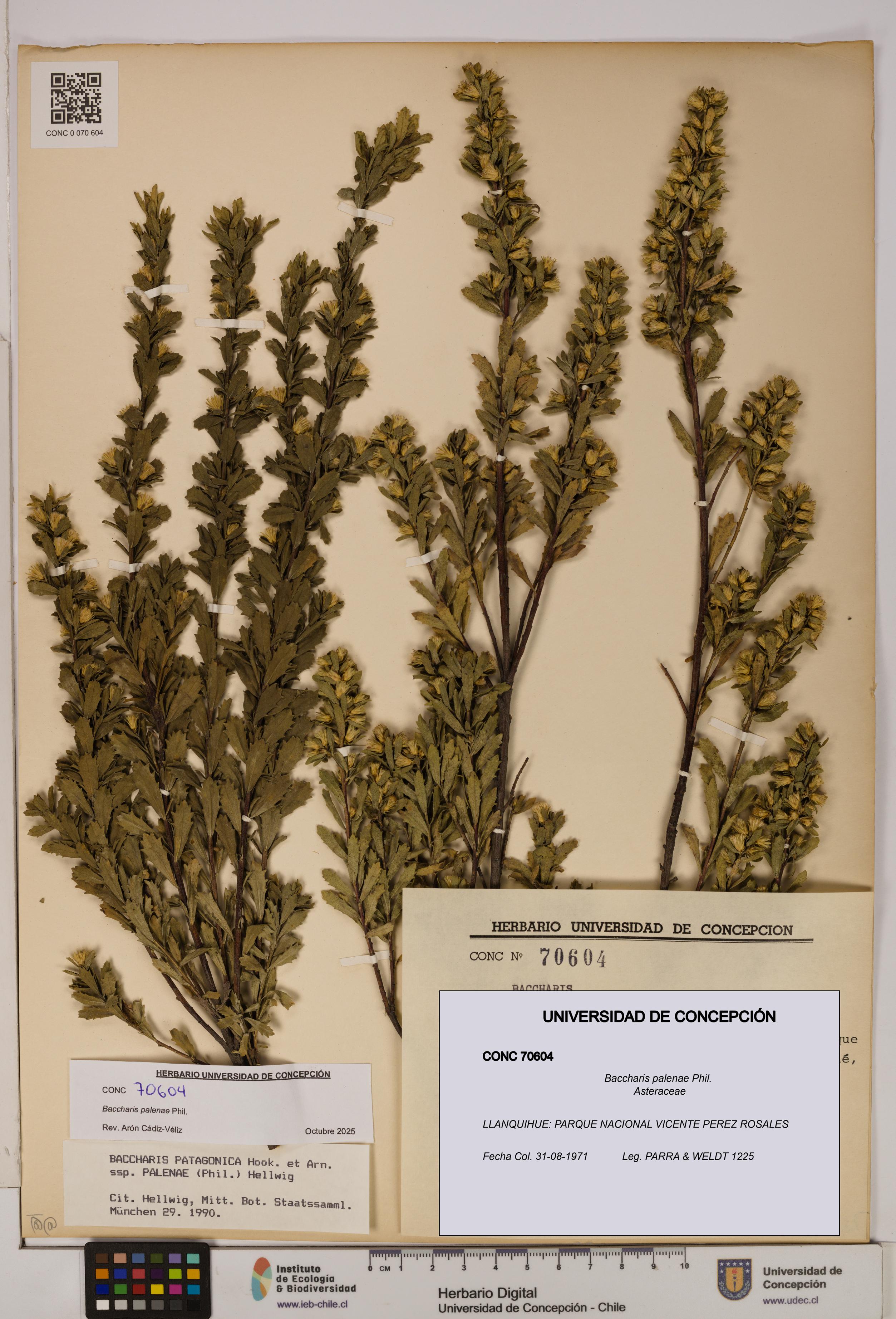 Baccharis patagonica [Espécimen: UDEC:CONC:0070604]