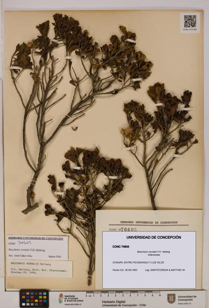 Baccharis vernalis [Espécimen: UDEC:CONC:0070605]