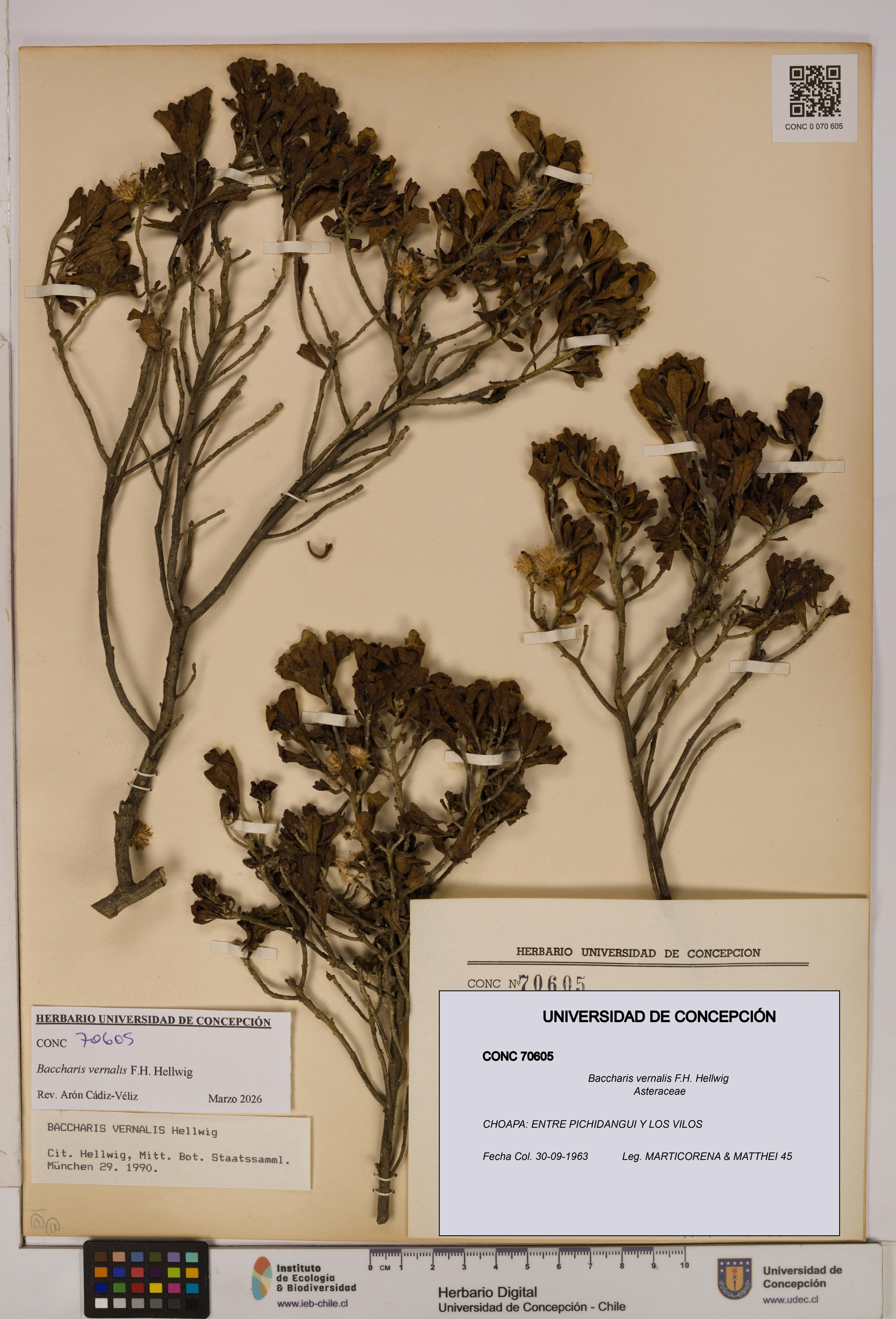 Baccharis vernalis [Espécimen: UDEC:CONC:0070605]