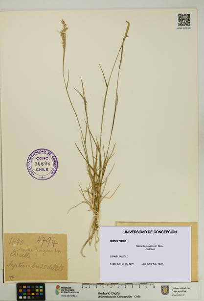 Nassella pungens [Espécimen: UDEC:CONC:0070606]