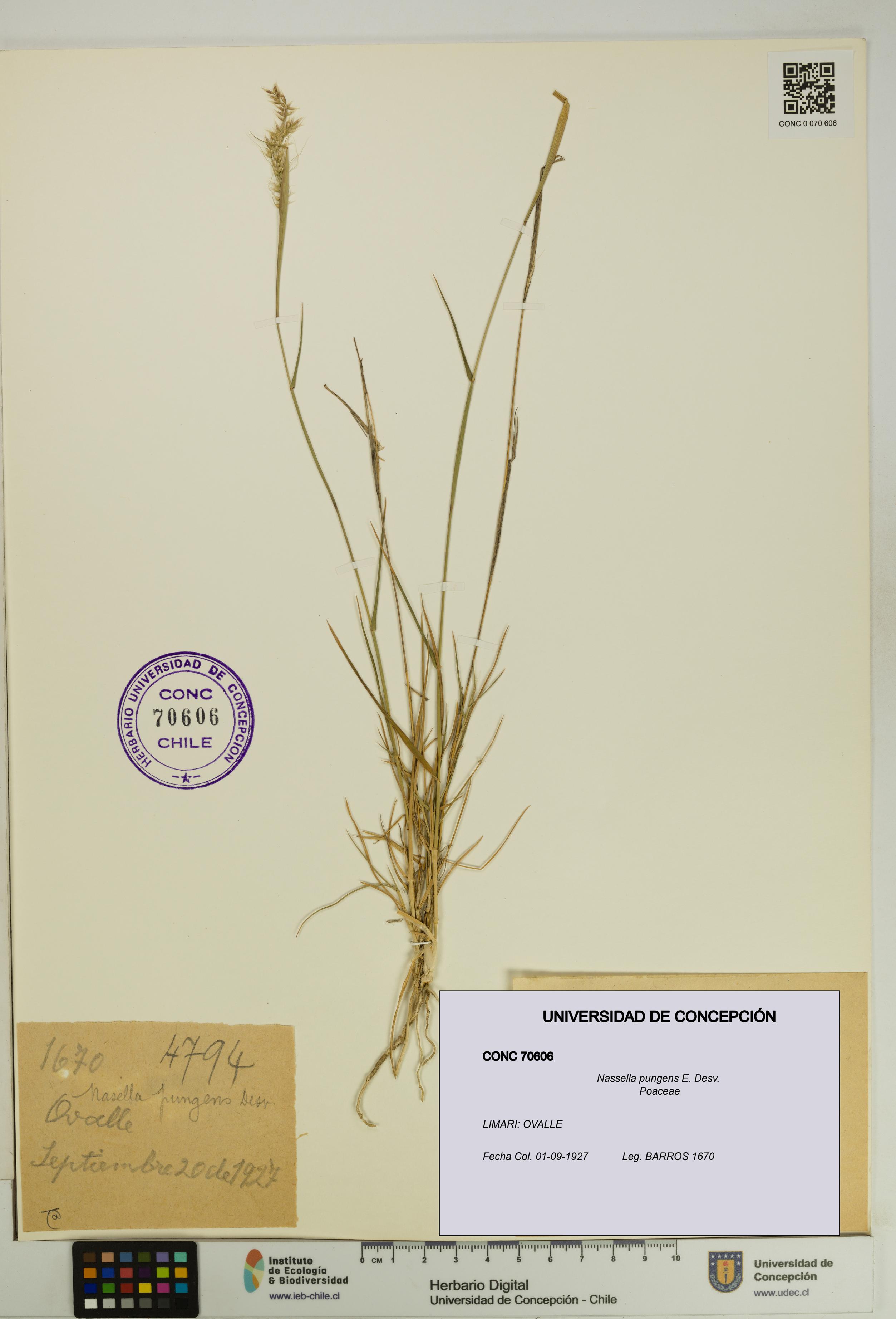 Nassella pungens [Espécimen: UDEC:CONC:0070606]