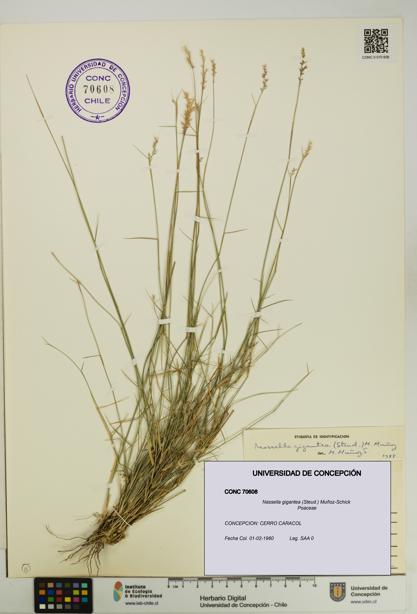 Nassella gigantea [Espécimen: UDEC:CONC:0070608]