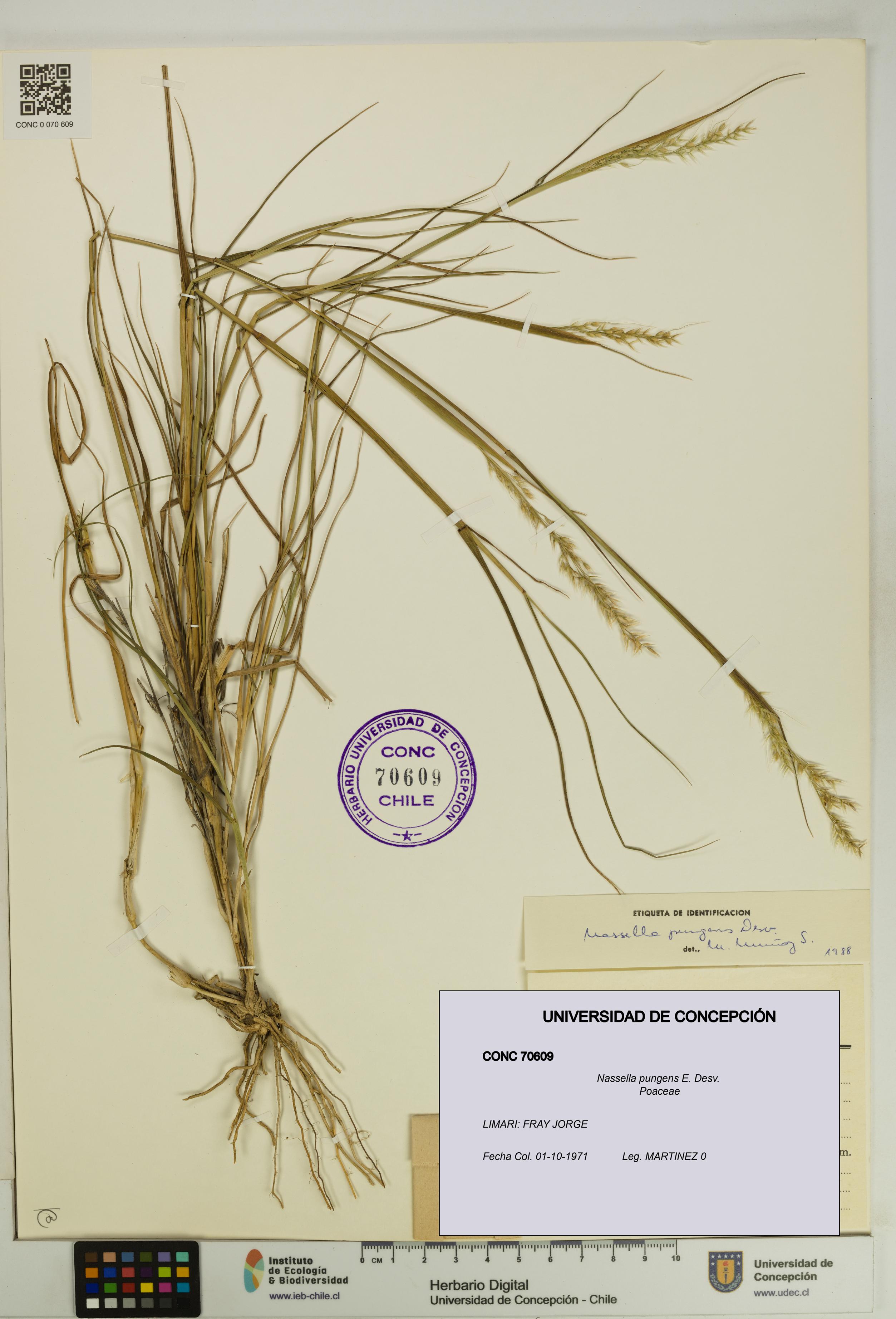 Nassella pungens [Espécimen: UDEC:CONC:0070609]