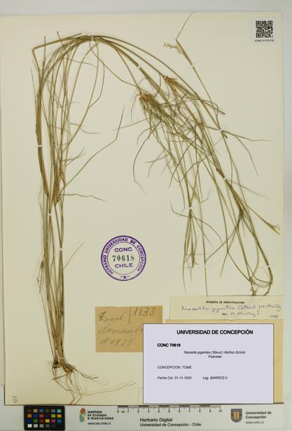 Nassella gigantea [Espécimen: UDEC:CONC:0070618]