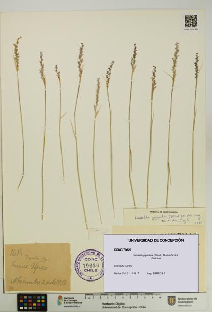 Nassella gigantea [Espécimen: UDEC:CONC:0070620]