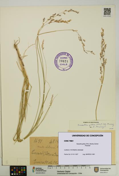 Nassella gibba [Espécimen: UDEC:CONC:0070621]