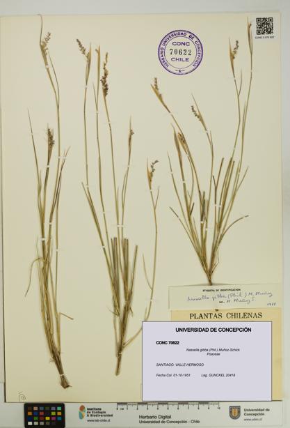 Nassella gibba [Espécimen: UDEC:CONC:0070622]