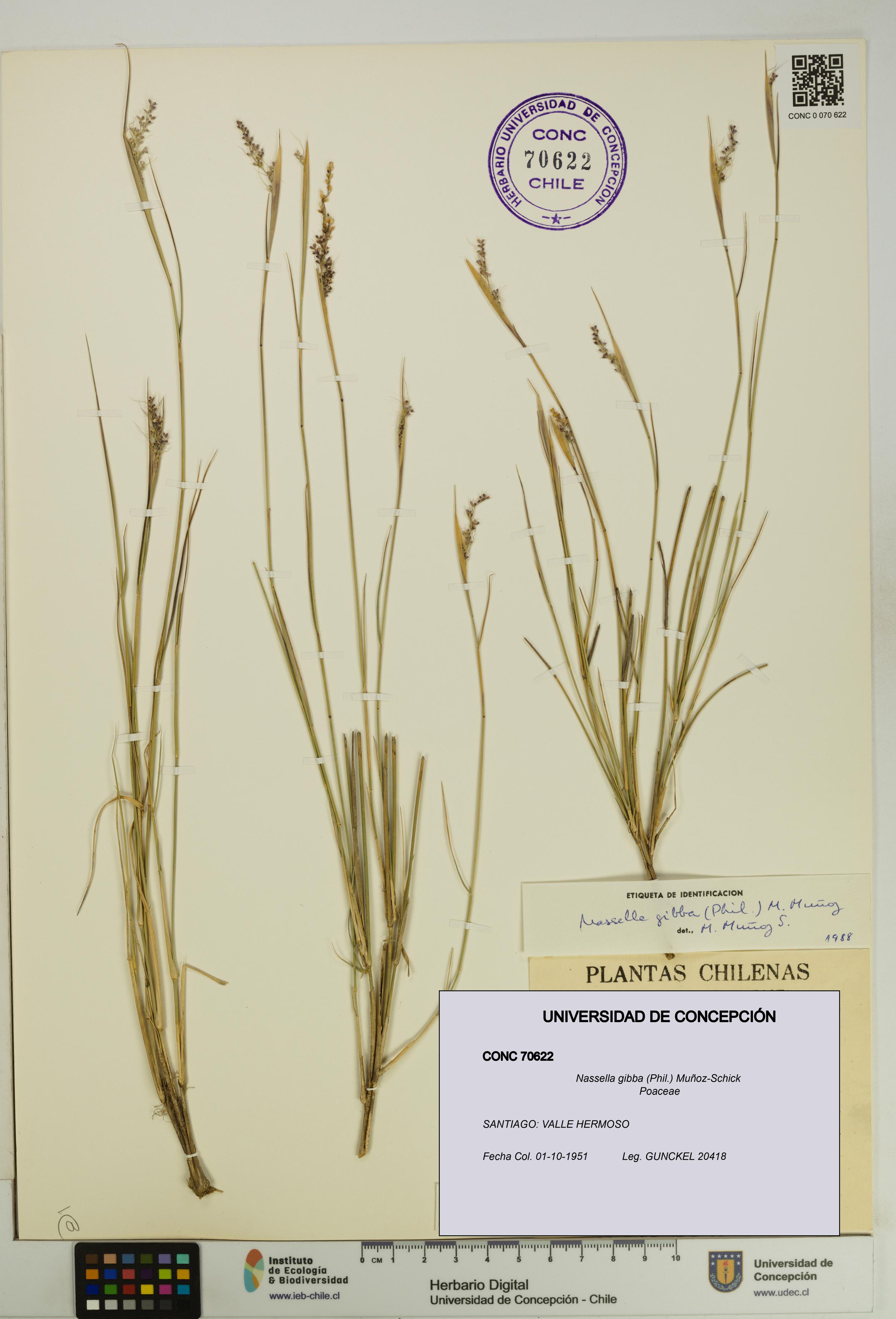 Nassella gibba [Espécimen: UDEC:CONC:0070622]