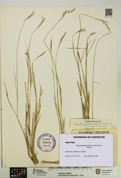 Nassella gigantea [Espécimen: UDEC:CONC:0070624]