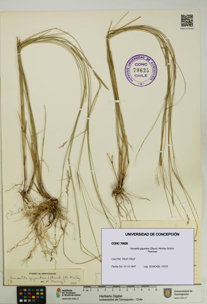Nassella gigantea [Espécimen: UDEC:CONC:0070625]