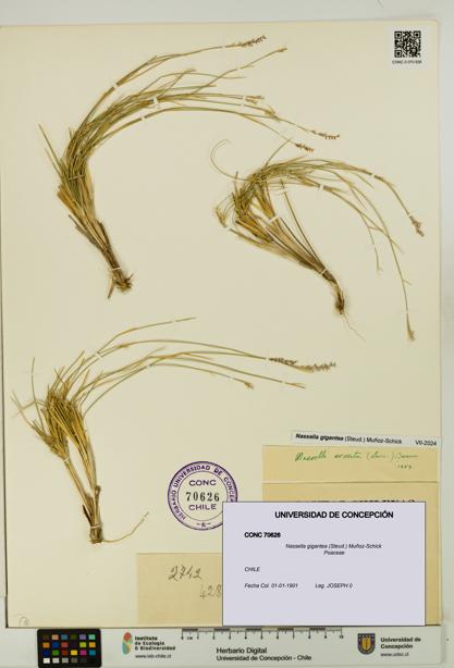 Nassella gigantea [Espécimen: UDEC:CONC:0070626]