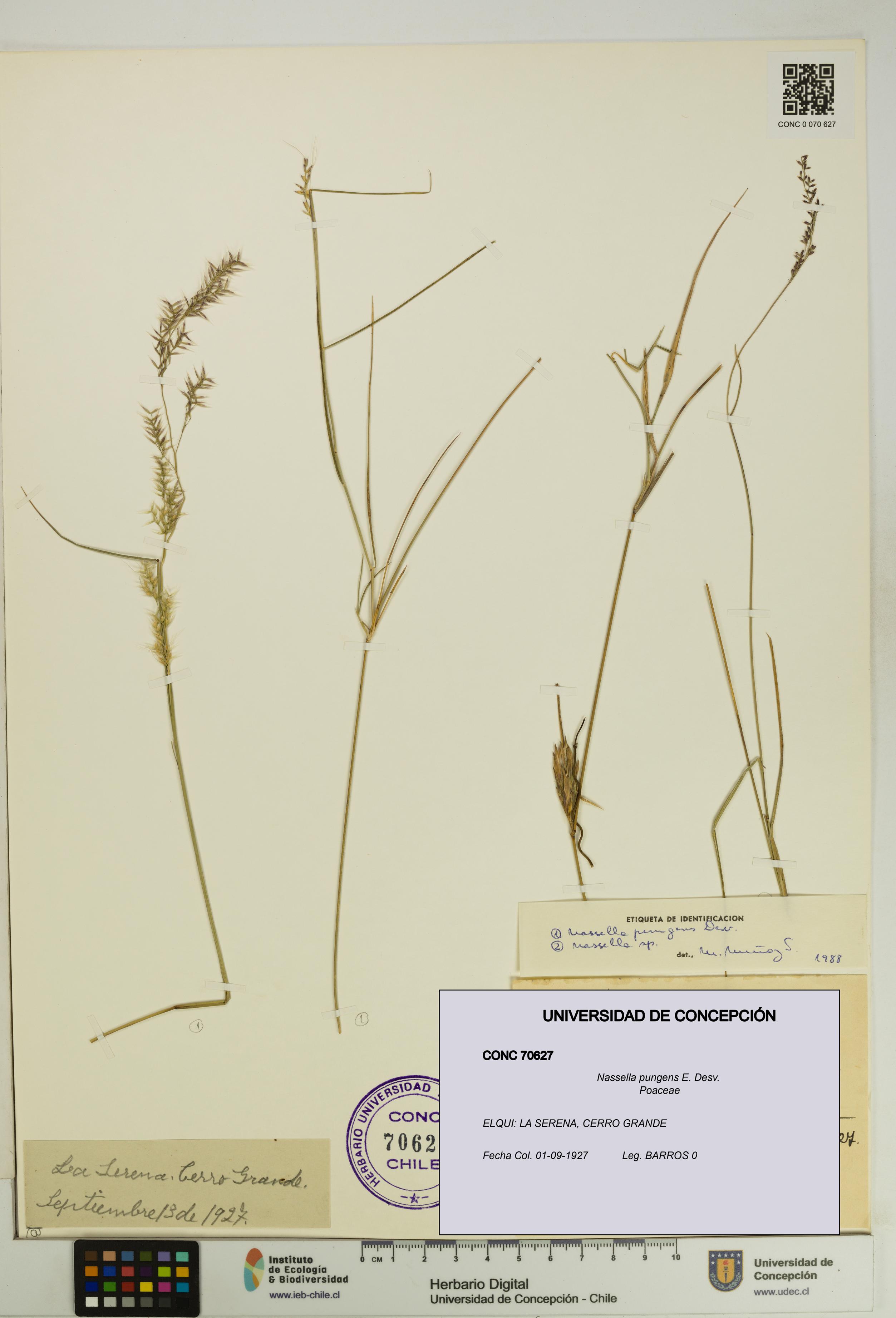 Nassella pungens [Espécimen: UDEC:CONC:0070627]