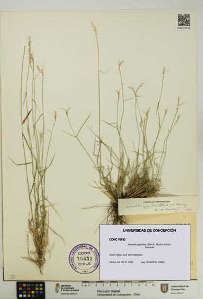 Nassella gigantea [Espécimen: UDEC:CONC:0070632]