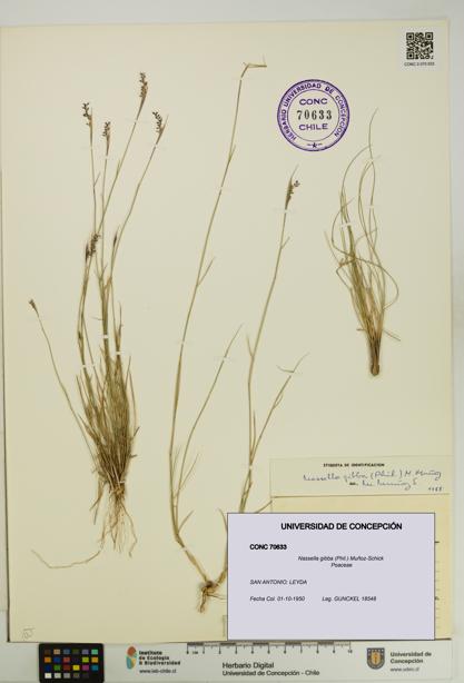 Nassella gibba [Espécimen: UDEC:CONC:0070633]