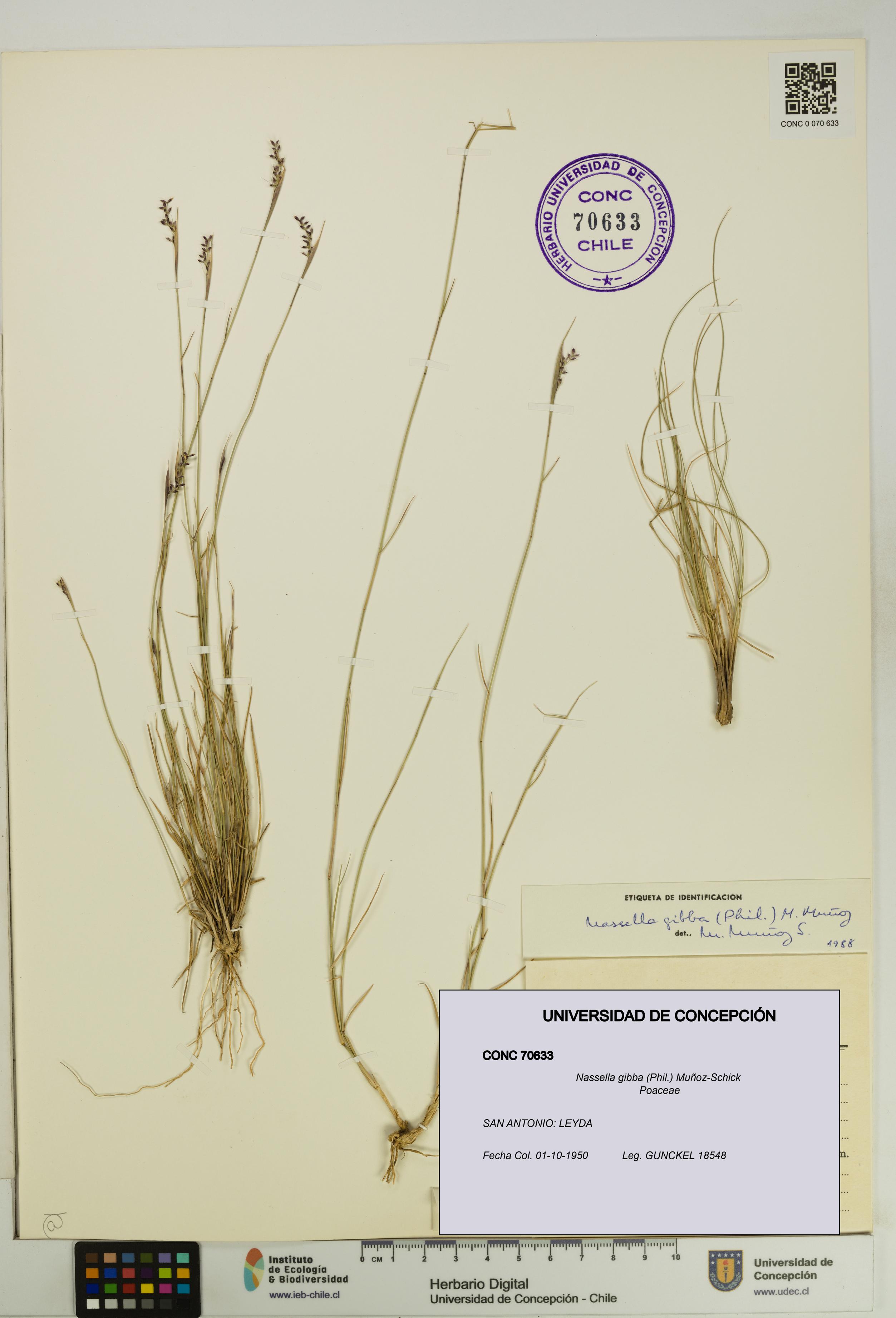 Nassella gibba [Espécimen: UDEC:CONC:0070633]
