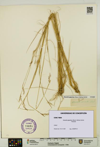 Nassella gigantea [Espécimen: UDEC:CONC:0070634]