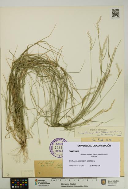 Nassella gigantea [Espécimen: UDEC:CONC:0070637]