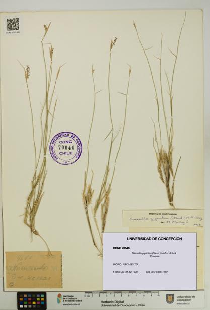 Nassella gigantea [Espécimen: UDEC:CONC:0070640]