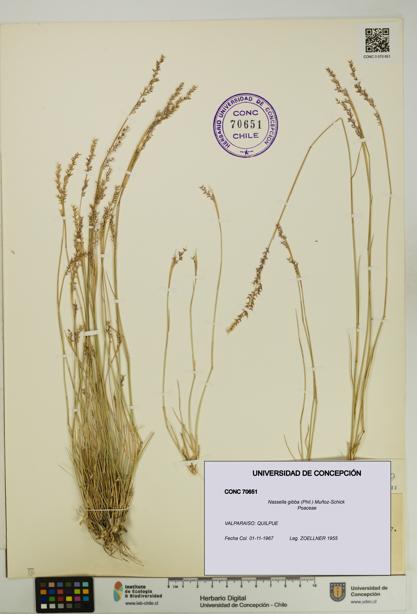 Nassella gibba [Espécimen: UDEC:CONC:0070651]
