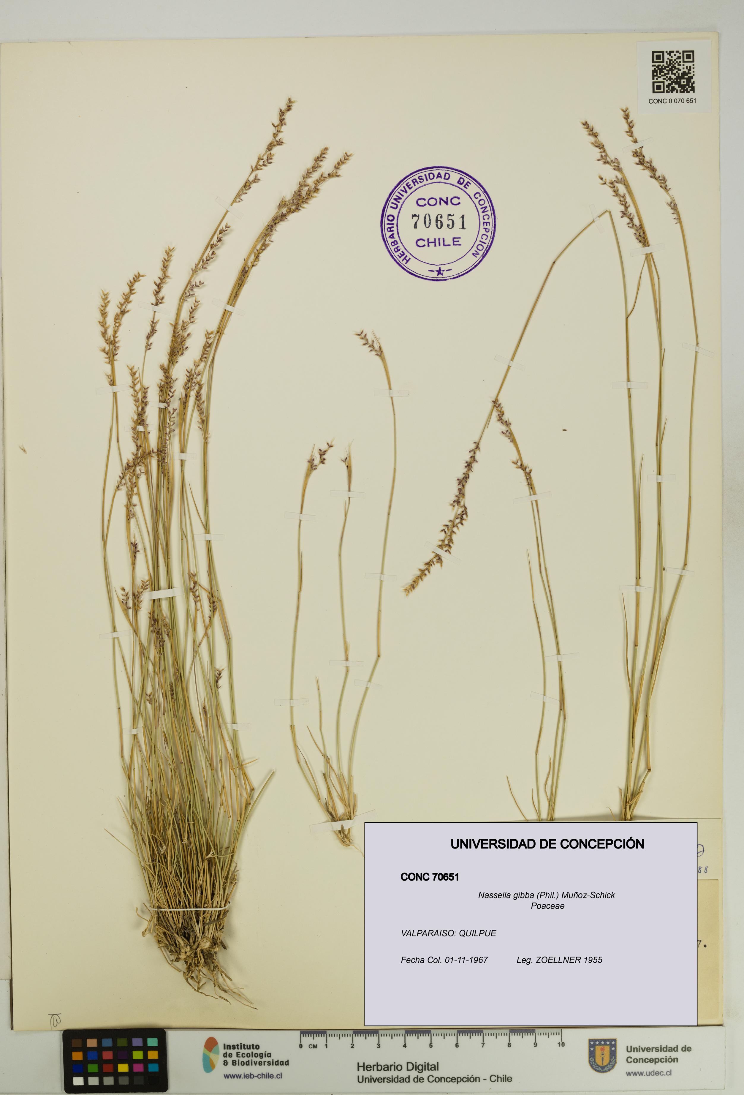 Nassella gibba [Espécimen: UDEC:CONC:0070651]