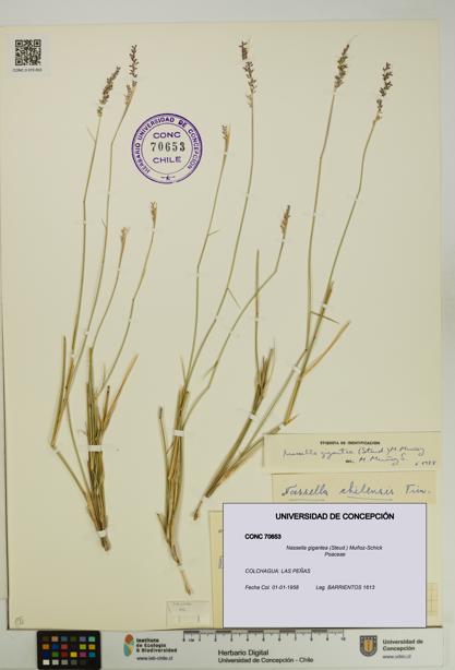 Nassella gigantea [Espécimen: UDEC:CONC:0070653]