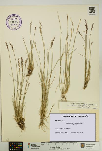 Nassella gibba [Espécimen: UDEC:CONC:0070656]