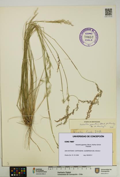 Nassella gigantea [Espécimen: UDEC:CONC:0070657]