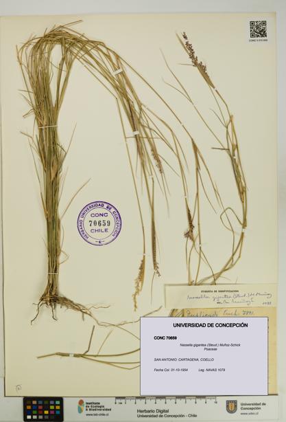 Nassella gigantea [Espécimen: UDEC:CONC:0070659]