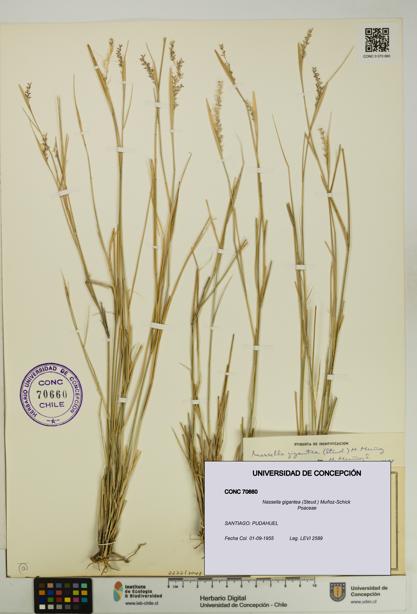 Nassella gigantea [Espécimen: UDEC:CONC:0070660]