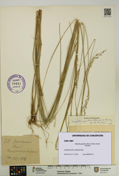 Nassella gigantea [Espécimen: UDEC:CONC:0070661]