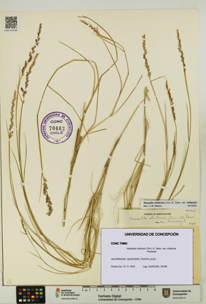 Nassella chilensis var. chilensis [Espécimen: UDEC:CONC:0070662]