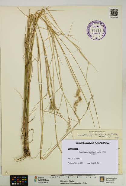 Nassella gigantea [Espécimen: UDEC:CONC:0070666]