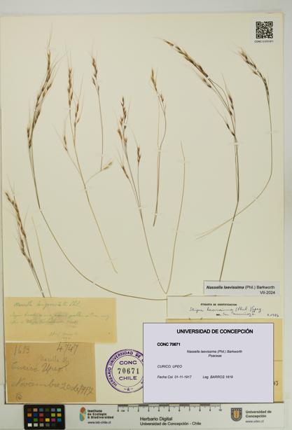 Nassella laevissima [Espécimen: UDEC:CONC:0070671]