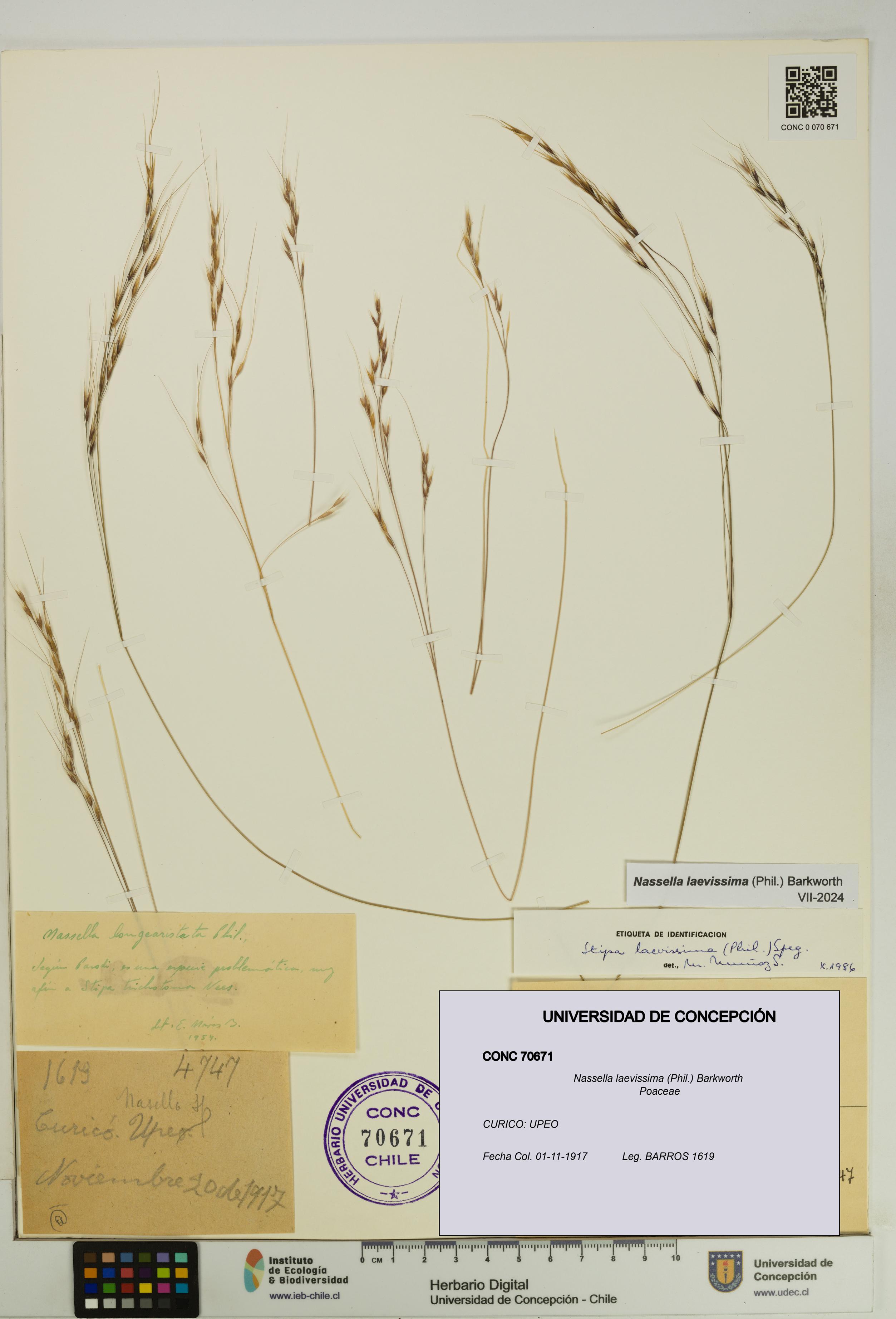Nassella laevissima [Espécimen: UDEC:CONC:0070671]