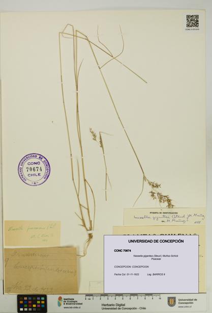 Nassella gigantea [Espécimen: UDEC:CONC:0070674]