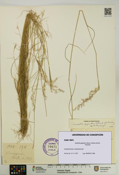Nassella gigantea [Espécimen: UDEC:CONC:0070675]