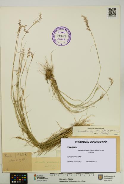 Nassella gigantea [Espécimen: UDEC:CONC:0070676]
