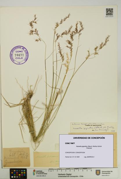 Nassella gigantea [Espécimen: UDEC:CONC:0070677]